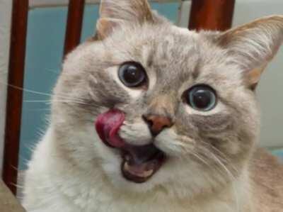 The most random cat video edit youll see today