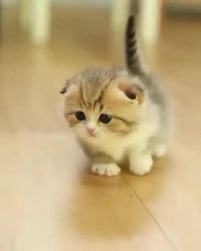 Solid fluff en pointe