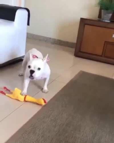 Pets best playing toy