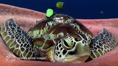 Green sea turtles have been observed sleeping for as much as 11 hours a day, and sometimes they will sleep in the same spot over and over for a period of time. They often wedge themselves in reef crevices to avoid predators, or they might opt for somethin