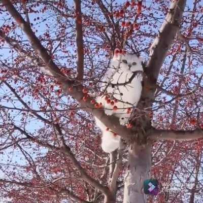 Such a beautiful owl