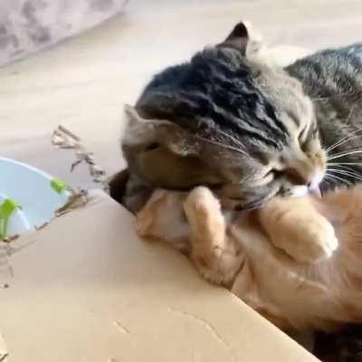 You will be licked, and you will like it