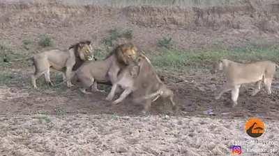 I don't know if it fits here but this made me facepalm. This pack of lions of lions start fighting over a share of a water buffalo, while the buffalo just gets up and walks off...