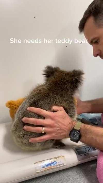 Baby koala 🐨 won't let go of teddy.
