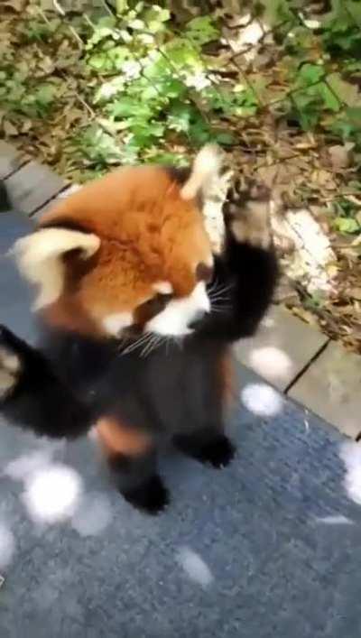 Adoreble red panda