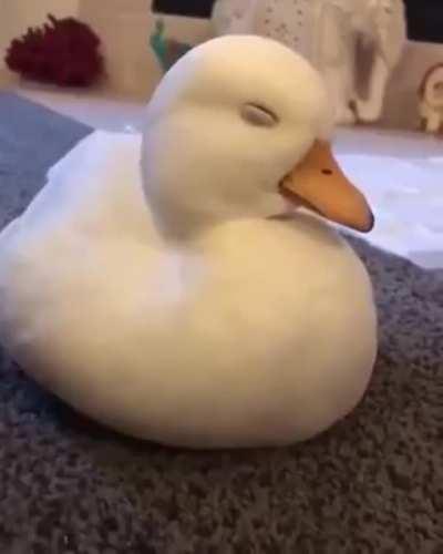 Adorable duck falling asleep