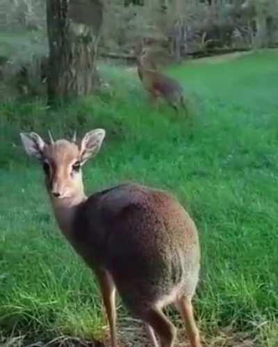Two round dik-diks feasting