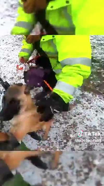 Unleashed dogs attack cyclist.