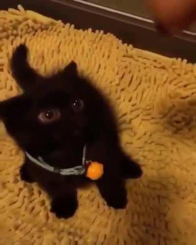 Baby Toothless in training