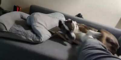 She's making her goblin noises