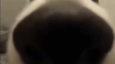 This dog has an amazing ability.