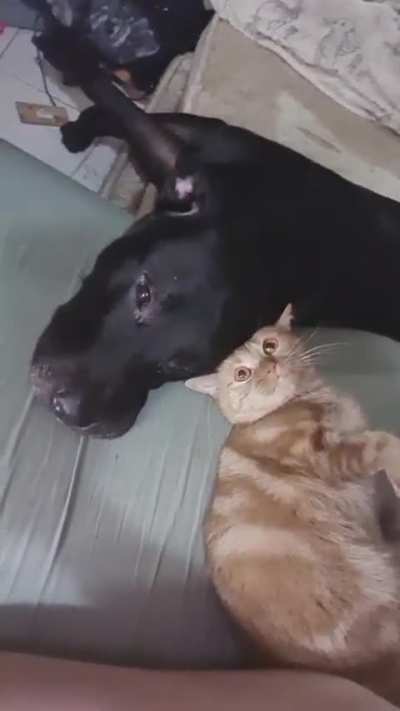 My partner captured these 2 being extra cute when i went to work today.