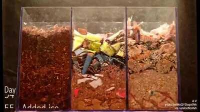 Worms composting leaves, cardboard, and paper