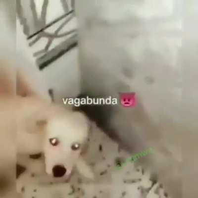 how many dogs in africa couldve eaten etc