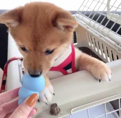 When she was a puppy 🐶