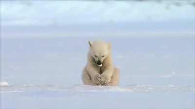 Seal Accidentally Scares Baby Polar Bear