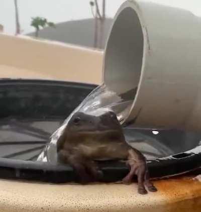 This frog bathing