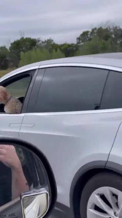 Unexpected idiot in a Tesla! (Austin)