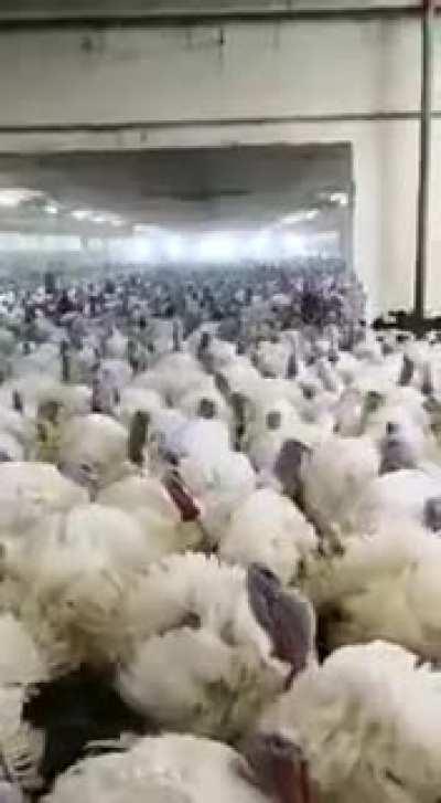 Bomber Harris Thanksgiving!