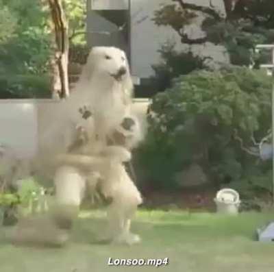 Trying to find a list of all these trauma videos