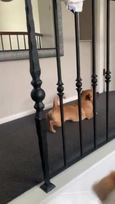 Look at me, I'm Corgi I have small legs