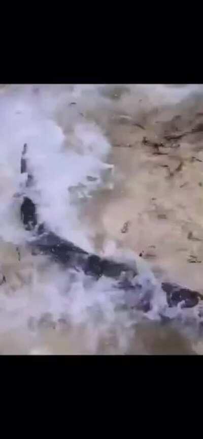 Always a bigger fish