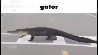 croc