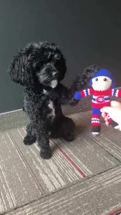 After going 2/2 in the semi-finals, Bandit has decided that the Habs are taking home the stanley cup!