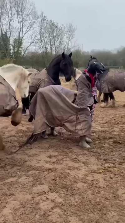 Fake horse trying to mingle with real horses