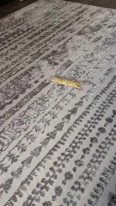 There she goes again