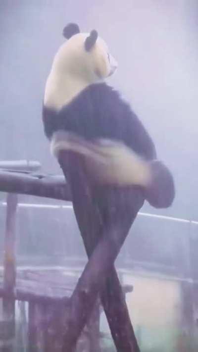 Pandas trying their best to get extinct