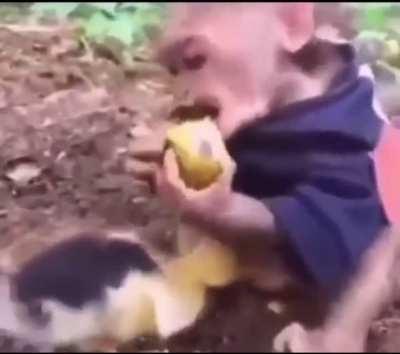 Not watching your worm near a duck