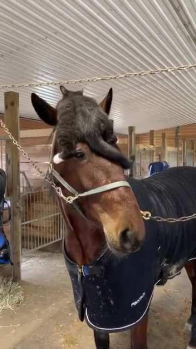 The cat hat: +50 warmth +40 sneak +100 cuteness