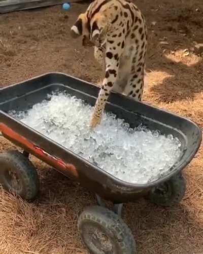 Intrigued by the ice!