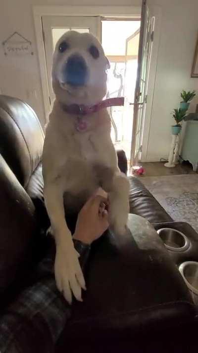 Macy is not so subtle when she wants attention