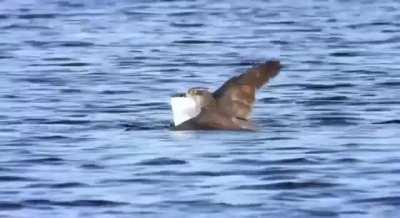 A Eurasian goshawk drowns a common shelduck