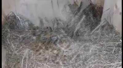 Entity cap exceeded. see ya shitass