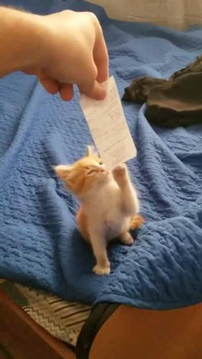 Her name is Mila and she is the cutest!