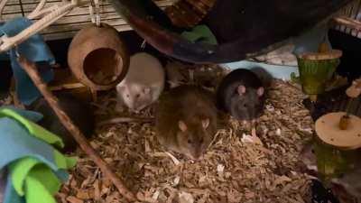 Nibble nibble nibble