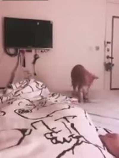 Here is a fish, you useless human