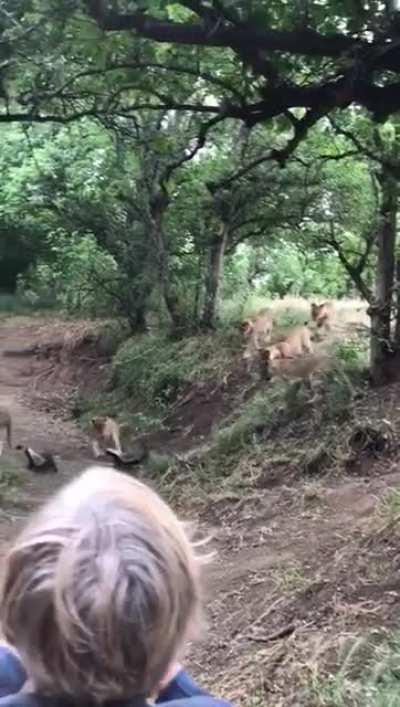 🔥 Honey Badger don't give a fuck