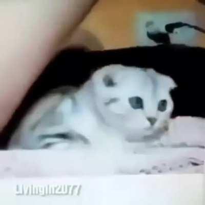 cursed_traumatized pussy