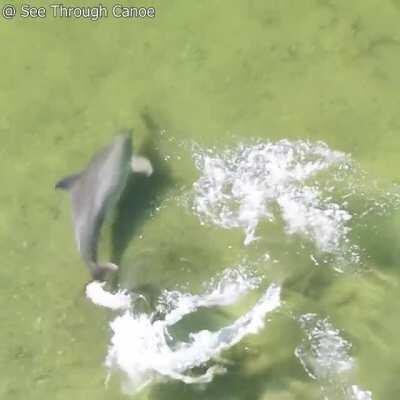 🔥 The Speed & Agility of a Dolphin as it Catches a Fish