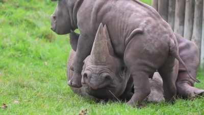 Baby Rhino with his mother (Children behave like Children no matter what species they are)