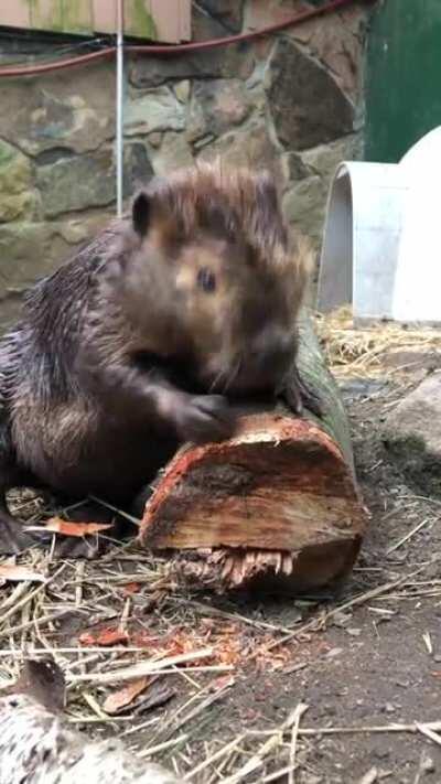 It’s international beaver day! Beavers have very strong self-sharpening chisel like teeth. They are reinforced with iron! These teeth and plus a bite force of 188 psi help them chew down trees and consume the cambium layer of plant tissue