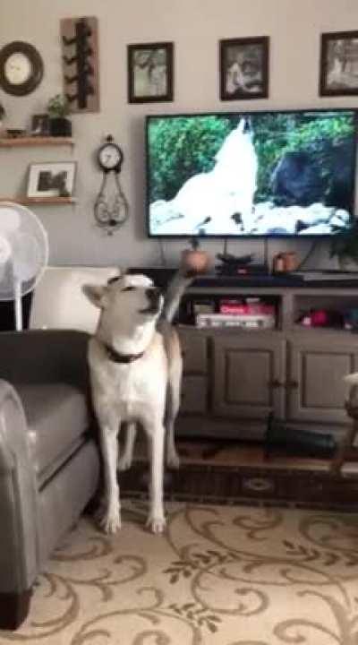 My boy singing along to his favourite music video. He only howls when he hears cayotes or wolves.
