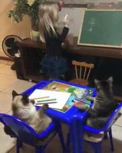 Teacher's pets