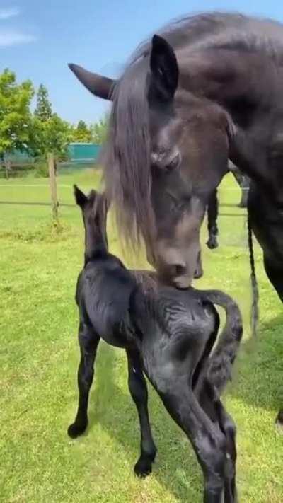 A mothers love ❤ ❤