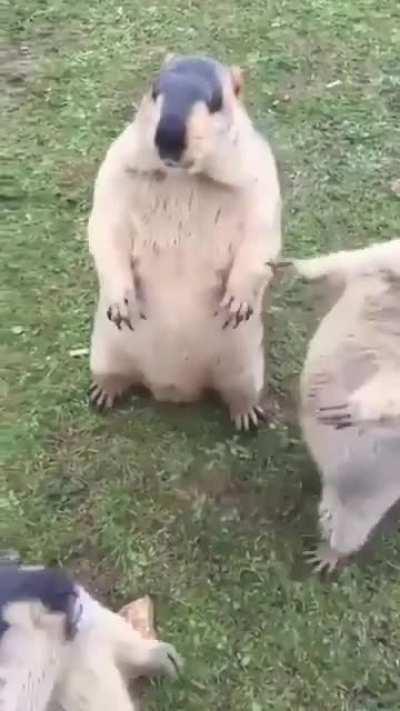 Get away, this is mine! No, you step away!