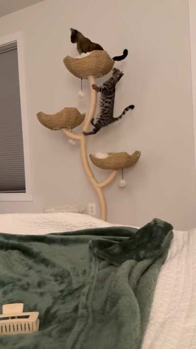 Scar…brother.. HELP ME!